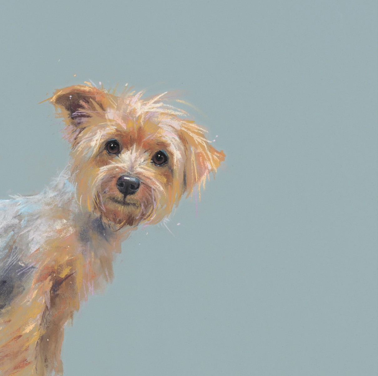 Yorkie by Nicky Litchfield